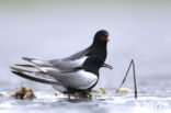 Witvleugelstern (Chlidonias leucopterus)