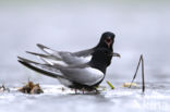 White-winged Tern (Chlidonias leucopterus)