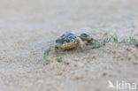 Common Spadefoot Toad (Pelobates fuscus)