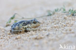 Common Spadefoot Toad (Pelobates fuscus)