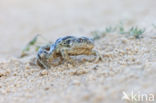 Common Spadefoot Toad (Pelobates fuscus)