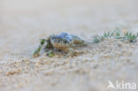 Common Spadefoot Toad (Pelobates fuscus)