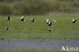 White-winged Tern (Chlidonias leucopterus)