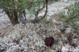 Voorjaarskluifzwam (Gyromitra esculenta)