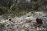 Voorjaarskluifzwam (Gyromitra esculenta)