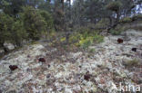 False Morel (Gyromitra esculenta)