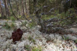 Voorjaarskluifzwam (Gyromitra esculenta)