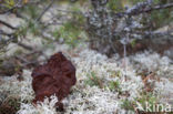 False Morel (Gyromitra esculenta)