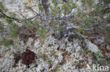 Voorjaarskluifzwam (Gyromitra esculenta)