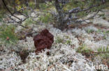 Voorjaarskluifzwam (Gyromitra esculenta)