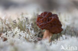 Voorjaarskluifzwam (Gyromitra esculenta)