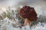 Voorjaarskluifzwam (Gyromitra esculenta)