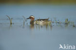 Garganey (Anas querquedula)