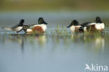 Northern Shoveler (Anas clypeata)