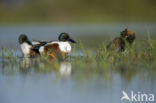 Northern Shoveler (Anas clypeata)