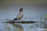 Zwarte Stern (Chlidonias niger)