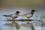 Zwarte Stern (Chlidonias niger)