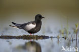 White-winged Tern (Chlidonias leucopterus)