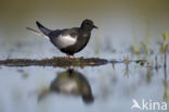 White-winged Tern (Chlidonias leucopterus)