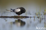 Witvleugelstern (Chlidonias leucopterus)