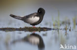 White-winged Tern (Chlidonias leucopterus)