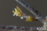Brimstone (Gonepteryx rhamni)