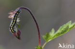 Scarlet Tiger (Callimorpha dominula)