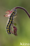 Scarlet Tiger (Callimorpha dominula)