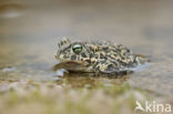 Natterjack toad (Bufo calamita