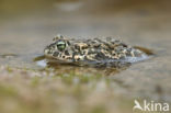 Natterjack toad (Bufo calamita