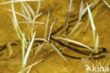 Natterjack toad (Bufo calamita