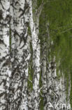 Birch (Betula)