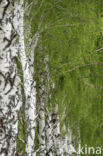 Birch (Betula)