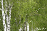Birch (Betula)