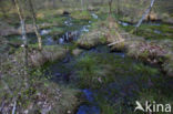 Bog-moss (Sphagnum spec.)