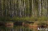 Hare s-tail Cottongrass (Eriophorum vaginatum)