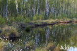 Hare s-tail Cottongrass (Eriophorum vaginatum)