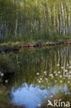 Eenarig wollegras (Eriophorum vaginatum)