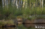 Eenarig wollegras (Eriophorum vaginatum)