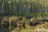 Eenarig wollegras (Eriophorum vaginatum)