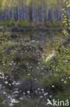 Eenarig wollegras (Eriophorum vaginatum)