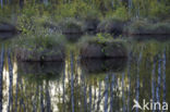 Eenarig wollegras (Eriophorum vaginatum)