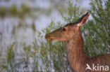 Red Deer (Cervus elaphus)