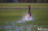 Red Deer (Cervus elaphus)