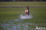 Red Deer (Cervus elaphus)