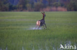 Red Deer (Cervus elaphus)