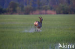 Red Deer (Cervus elaphus)