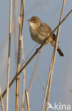 Eurasian Reed-Warbler (Acrocephalus scirpaceus)