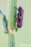 Froghopper (Cercopis vulnerata)