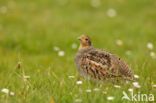 Grey Partridge (Perdix perdix)